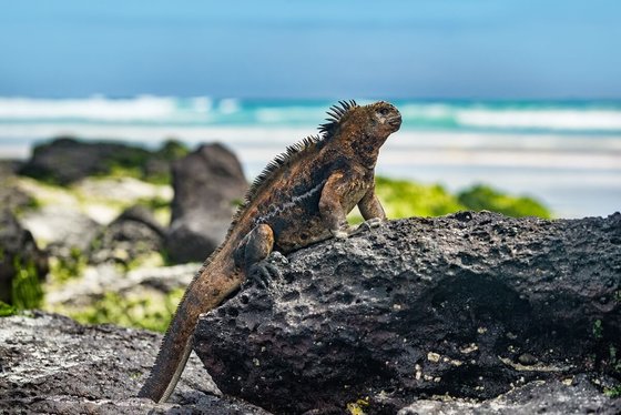 Galapágy